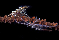 Xeno crabs, Tulamben. The female is carrying eggs. by Doug Anderson 